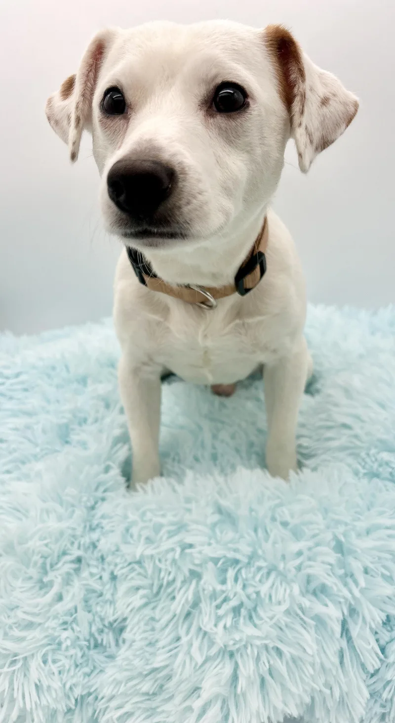 Wishbone thumbnail 2