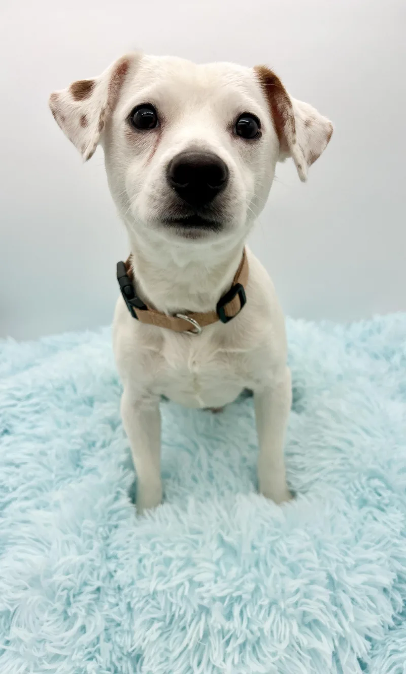 Wishbone thumbnail 3