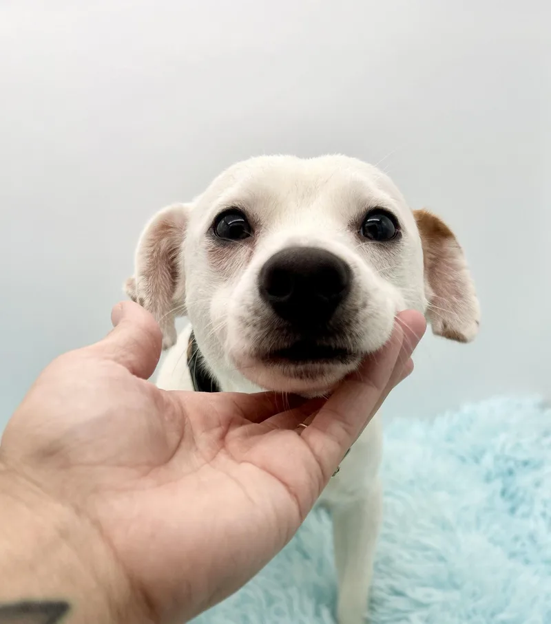 Wishbone thumbnail 5