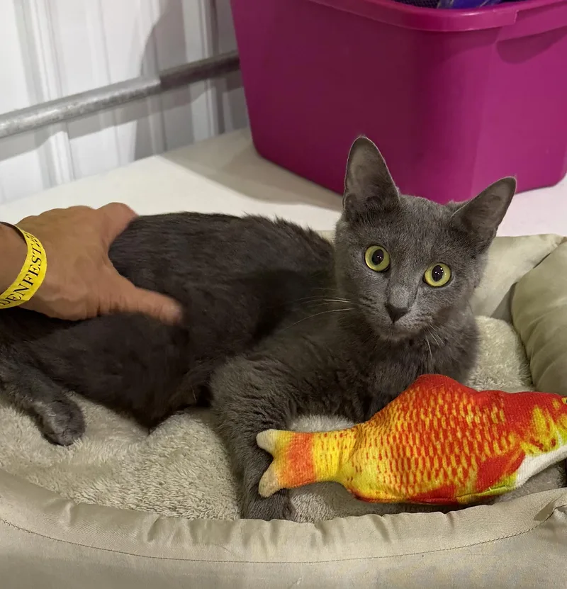 An adult medium-sized female Gray / Blue / Silver Domestic Short Hair cat named Athena for adoption in Batesville, IN