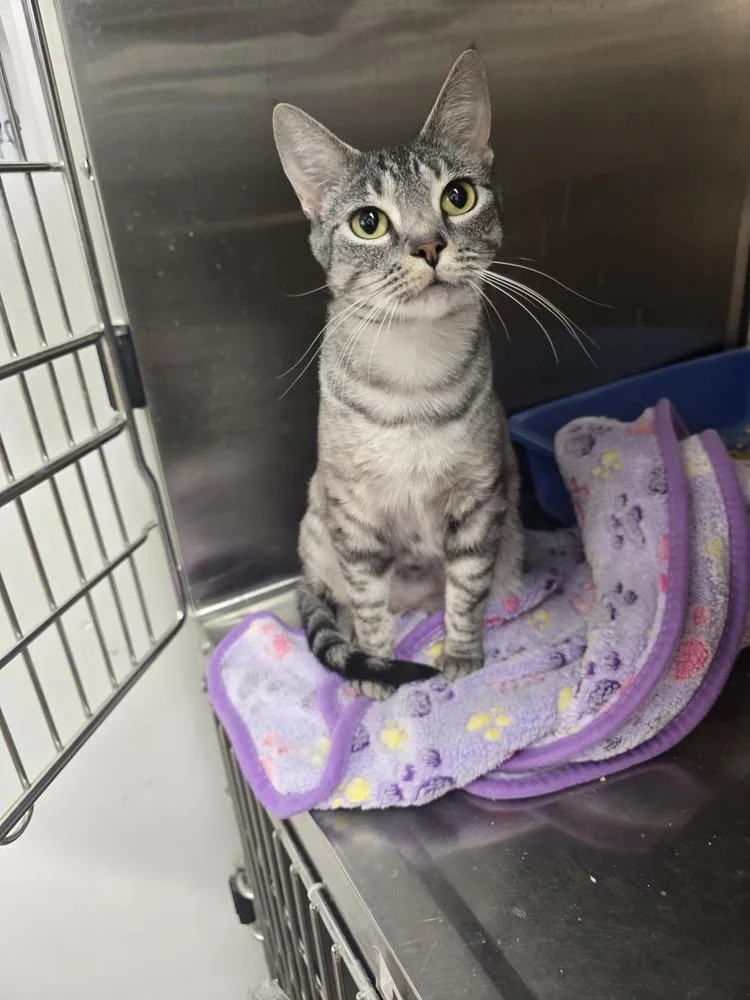 An adult small-sized female Domestic Short Hair cat named Melody for adoption in Broomfield, CO