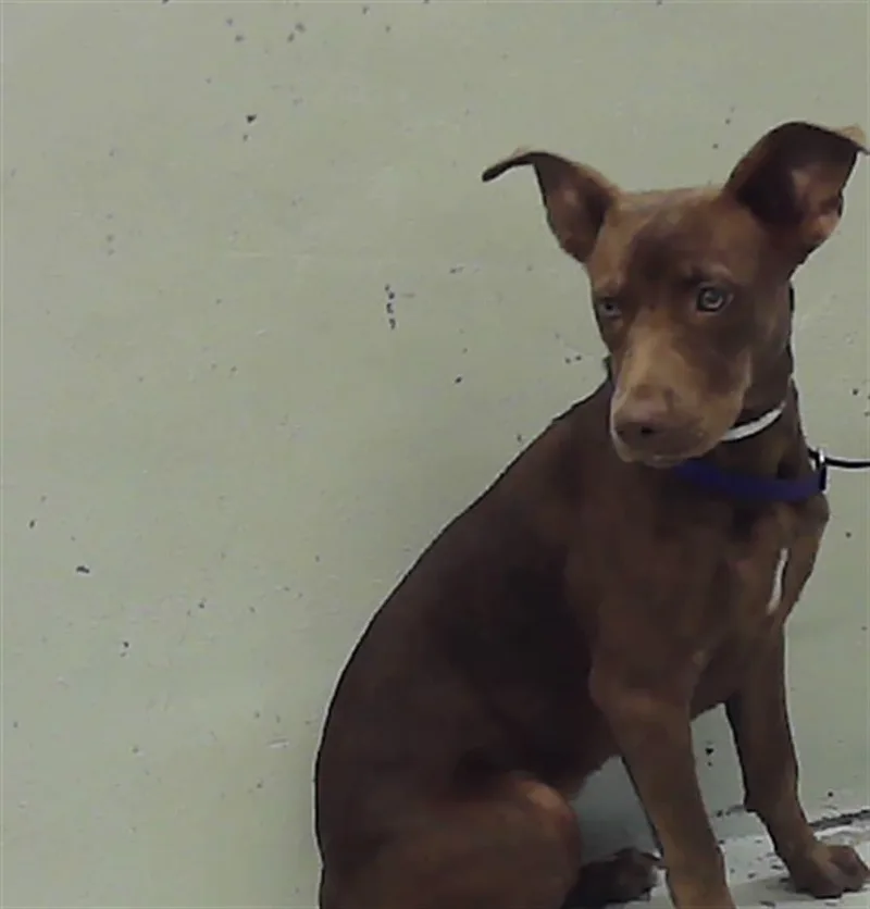 A baby medium-sized female Labrador Retriever dog named Jodi for adoption in Houston, TX