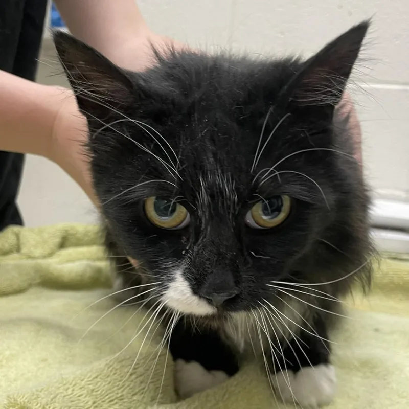 A senior medium-sized female Black Domestic Long Hair cat named Genie for adoption in Murray, UT