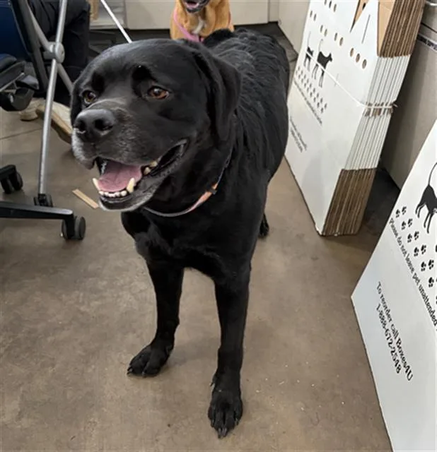 An adult large-sized female Mixed Breed dog named Violet for adoption in Dallas, TX