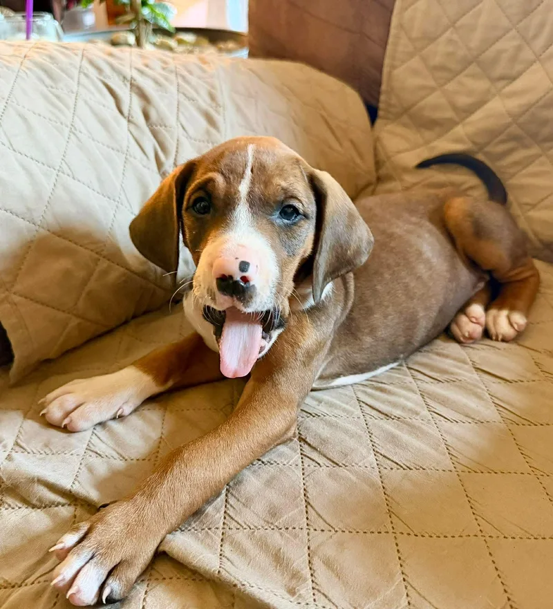 A baby medium-sized male Tricolor (Brown, Black, & White) Treeing Walker Coonhound dog named Beau for adoption in Randolph Center, VT