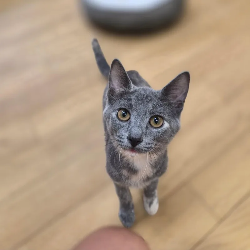 A young medium-sized female Gray / Blue / Silver Domestic Short Hair cat named Tortellini for adoption in Woodstock, IL