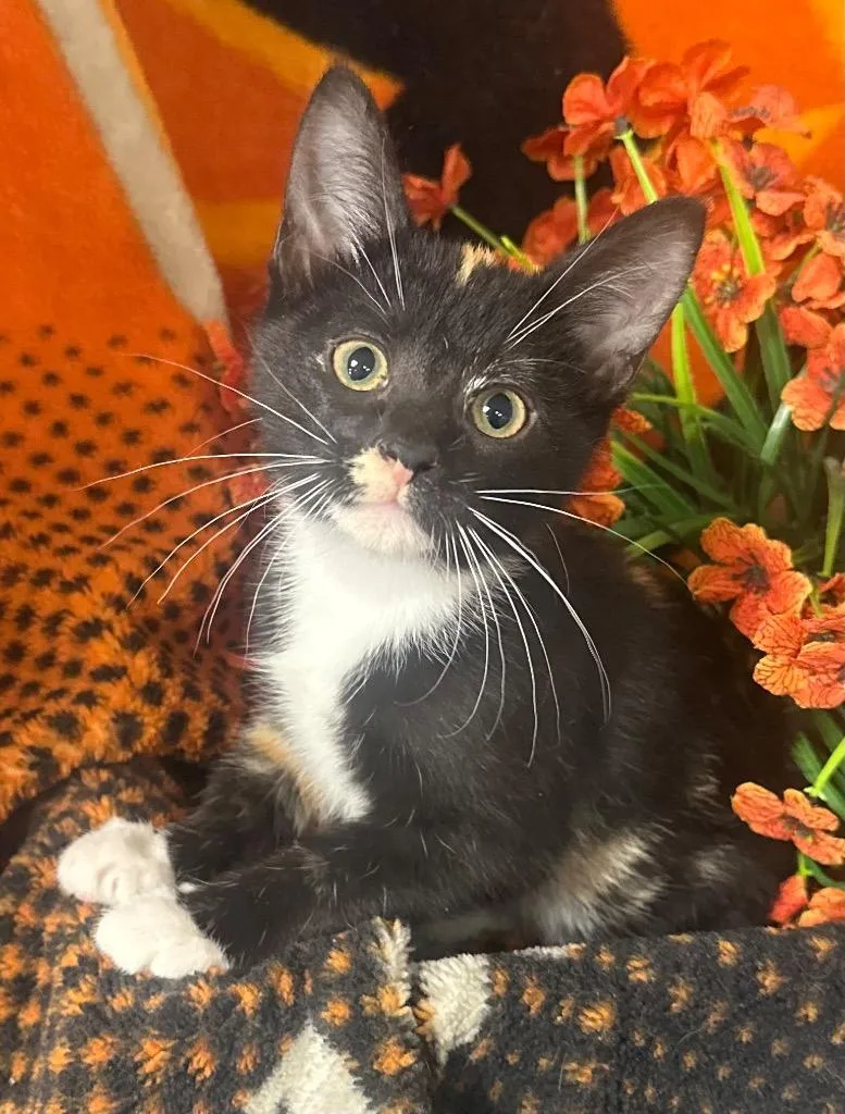 A baby small-sized female Domestic Short Hair cat named Amber for adoption in Stillwater, OK