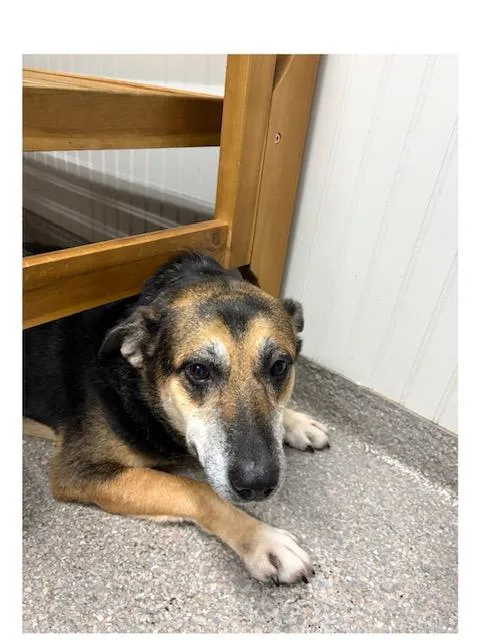 A senior medium-sized female German Shepherd Dog dog named Katie for adoption in Roswell, GA
