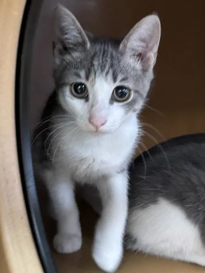 A baby small-sized male Domestic Short Hair cat named Chains $ for adoption in Seneca, SC
