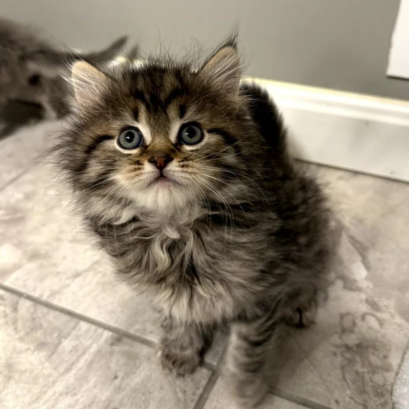 Mochi thumbnail 3
