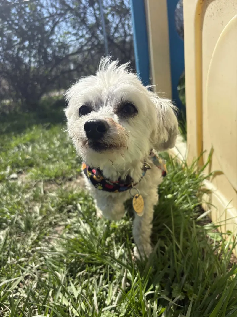 Oliver