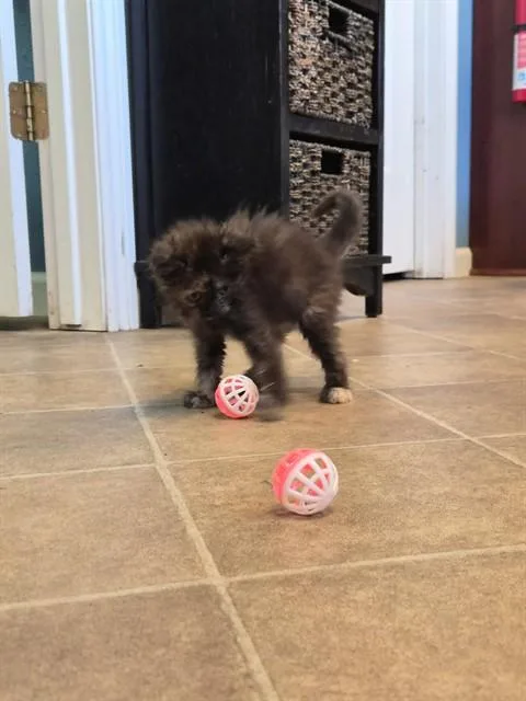 A baby small-sized female Domestic Medium Hair cat named Piper for adoption in Fairfield, CA
