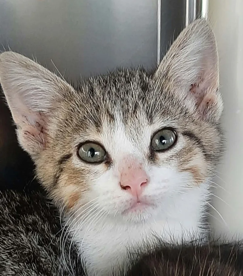 A baby medium-sized female Ragdoll cat named Sparrow for adoption in Georgetown, OH