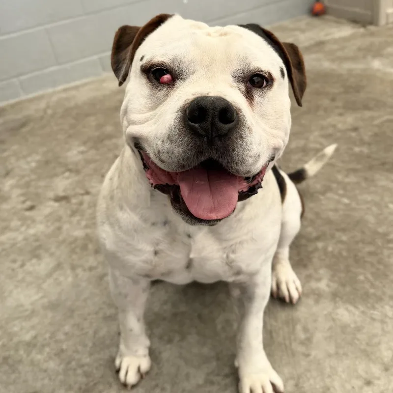 Bautista thumbnail 3