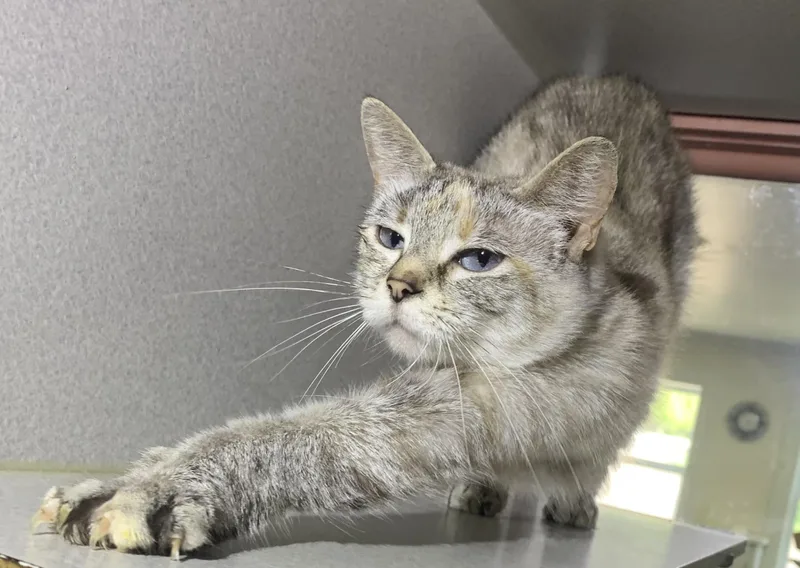 A young medium-sized female Blue Cream Siamese cat named Sage for adoption in Massena, NY