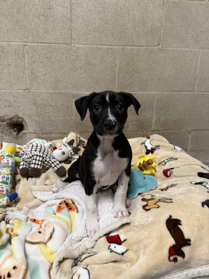 A baby medium-sized male Staffordshire Bull Terrier dog named Mack for adoption in Seal Beach, CA