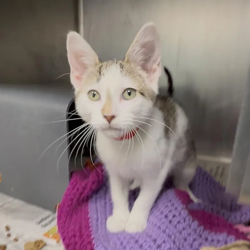 A baby small-sized female Gray / Blue / Silver Domestic Short Hair cat named Kandy Muse for adoption in Chicago, IL