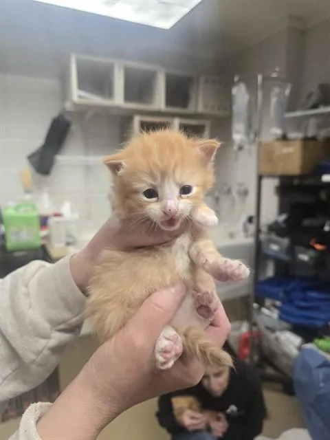 A baby small-sized female Domestic Medium Hair cat named Trusty for adoption in Easton, MD