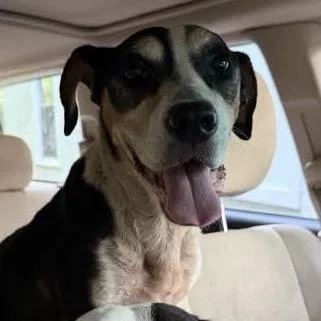 An adult small-sized male Black Mixed Breed dog named StrayrdStreet for adoption in Columbus, GA