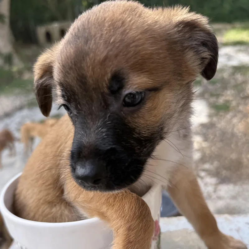 A baby small-sized male Spaniel dog named Crown for adoption in ISABELA, PR