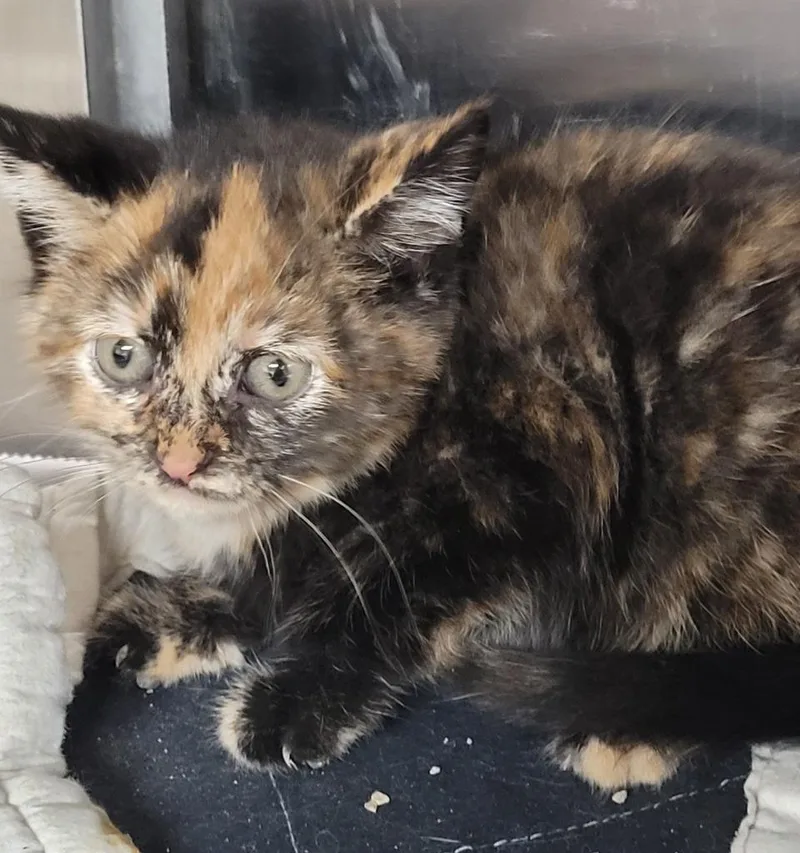 A baby small-sized female Domestic Short Hair cat named Tiffany for adoption in Hopkinsville, KY