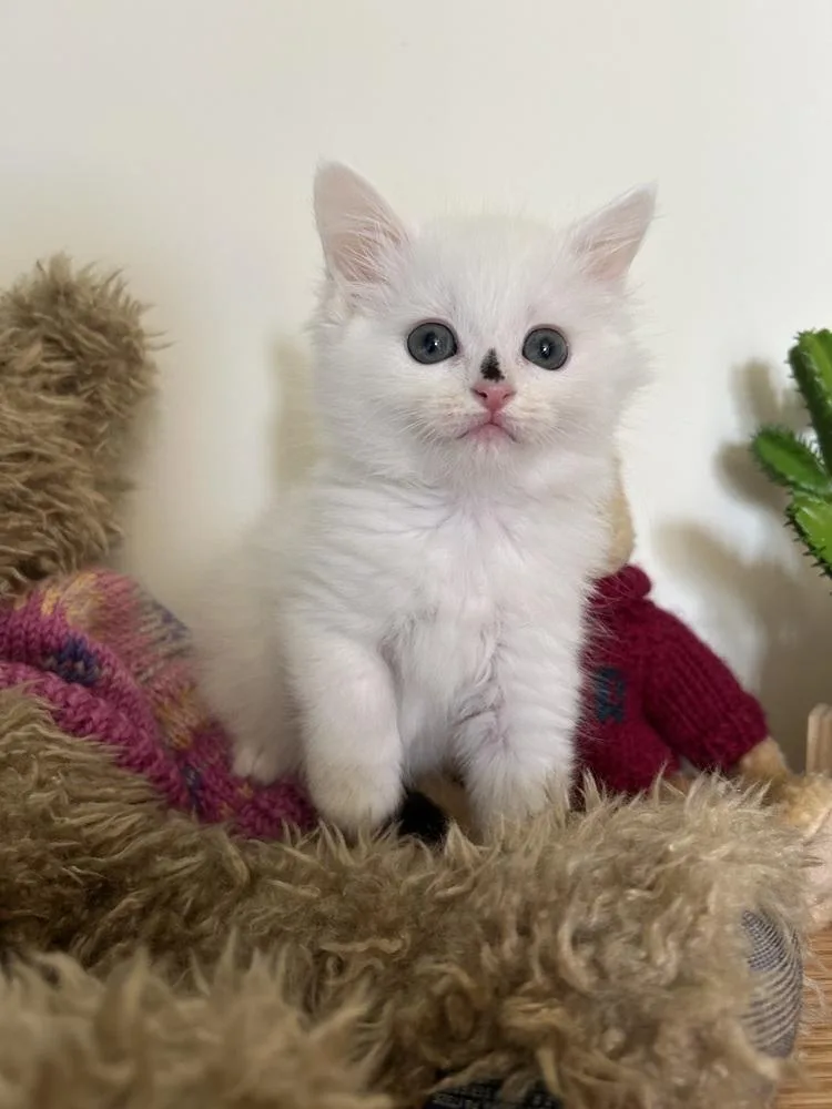 A baby medium-sized female Black & White / Tuxedo Domestic Short Hair cat named Oasis for adoption in Clinton Township, MI
