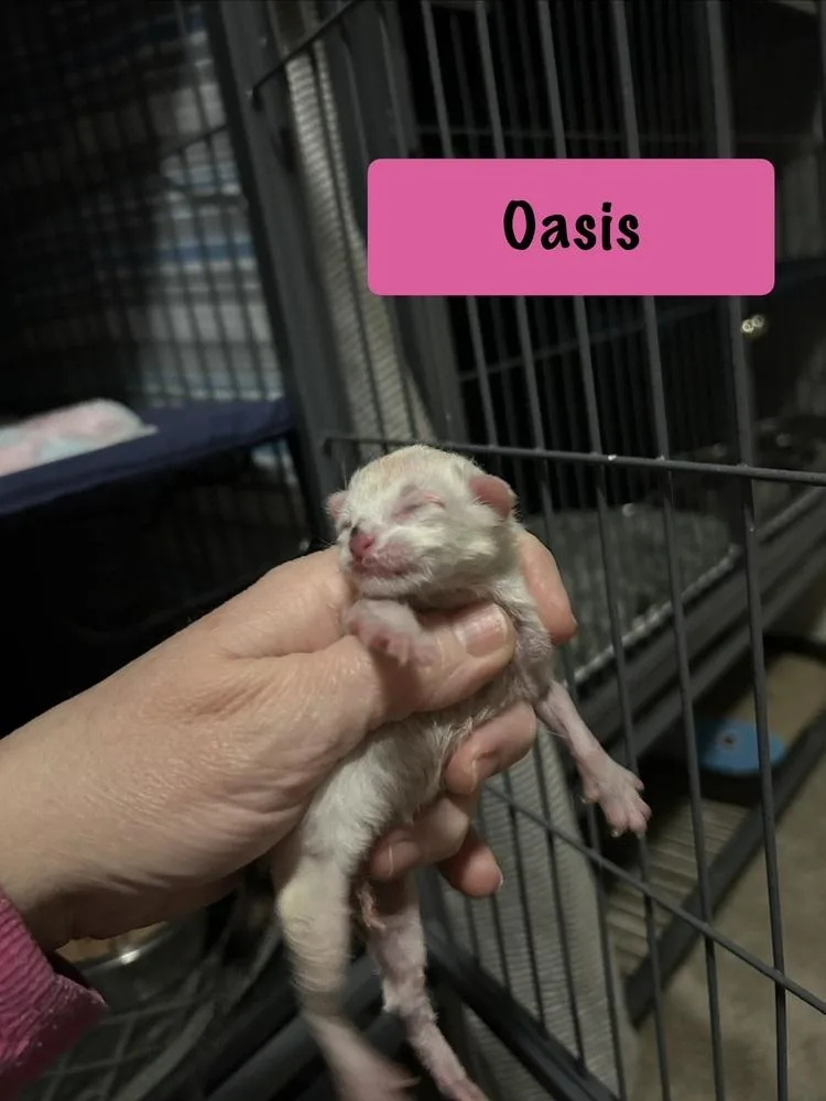 Oasis thumbnail 6