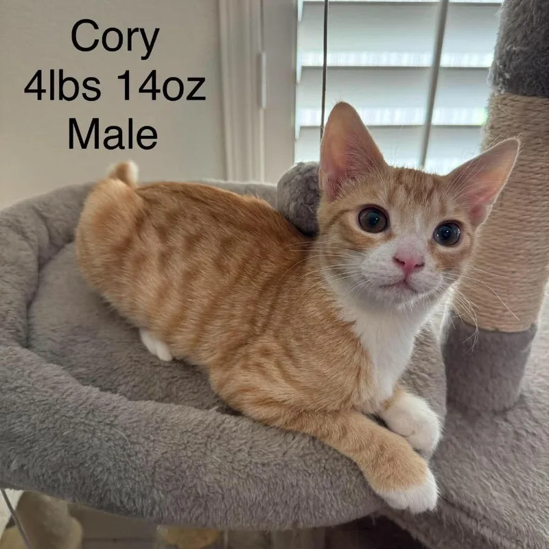 A baby small-sized male Domestic Short Hair cat named Corey for adoption in Buellton, CA