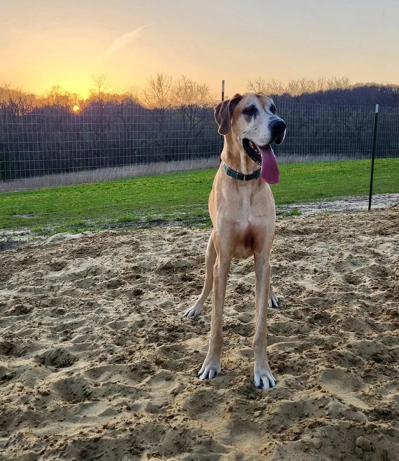 An adult large-sized male Great Dane dog named Meeko for adoption in Eagan, MN