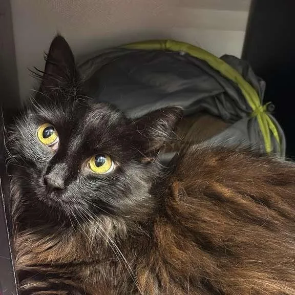 Sir Ellsworth @ Petsmart