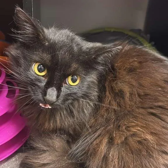 Sir Ellsworth @ Petsmart thumbnail 2