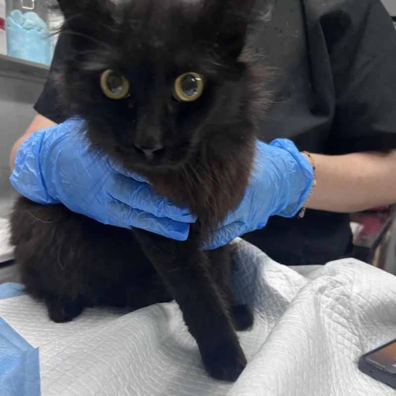 Sir Ellsworth @ Petsmart thumbnail 3