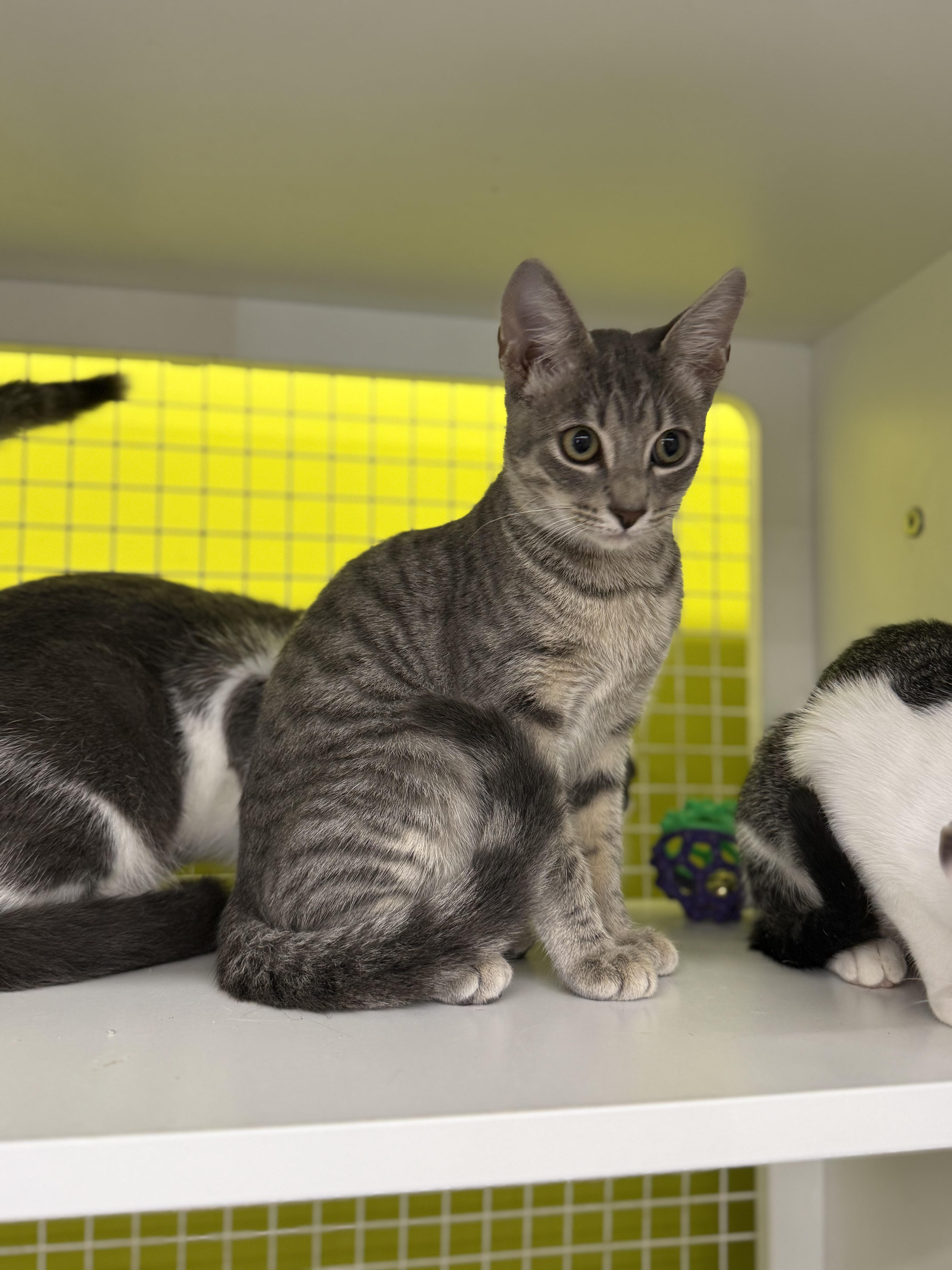 A baby medium-sized female Tabby (Gray / Blue / Silver) Tabby cat named Emerald for adoption in Intercession city , FL