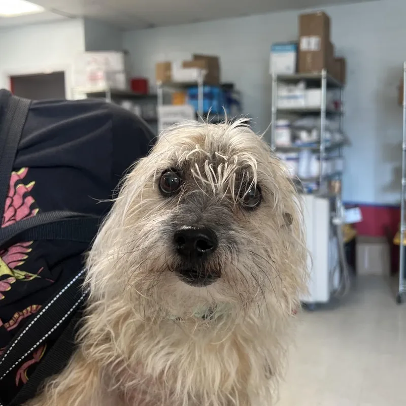 An adult small-sized male Yellow / Tan / Blond / Fawn West Highland White Terrier / Westie dog named Kobi for adoption in East Saint Louis, IL