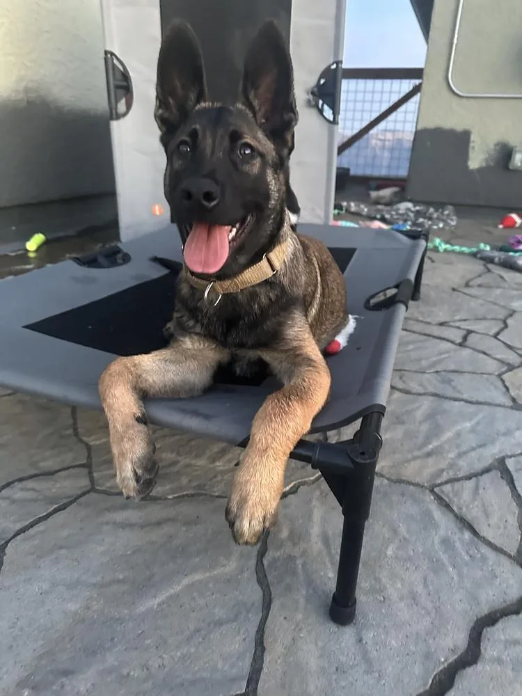 A baby large-sized male Belgian Shepherd / Malinois dog named Cobra for adoption in Pleasant Hill, CA