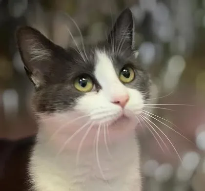 An adult small-sized female Domestic Short Hair cat named Myrtle for adoption in Cumming, GA