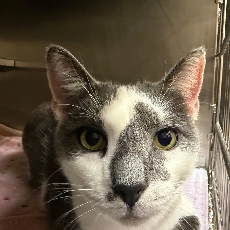 An adult large-sized male Gray / Blue / Silver Domestic Short Hair cat named Amauri for adoption in Birmingham, AL