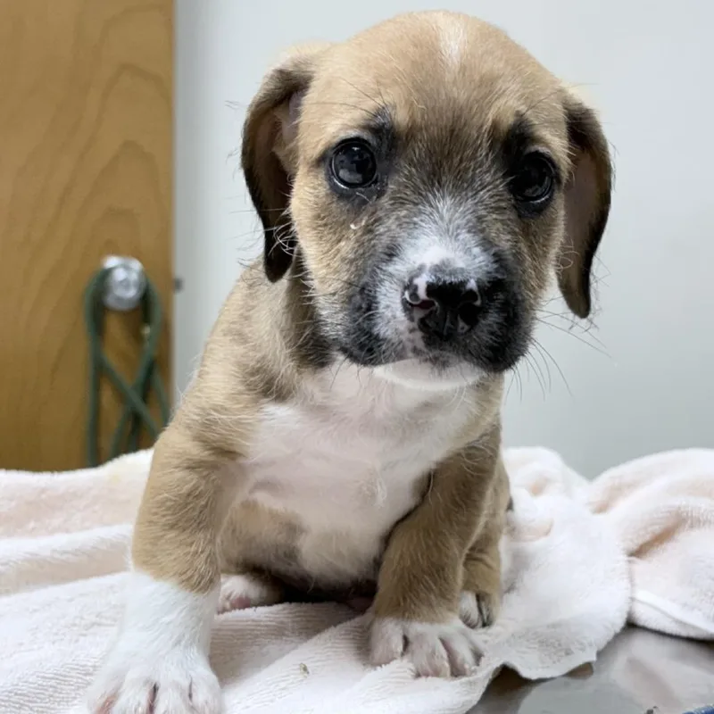 A baby small-sized male French Bulldog dog named Rocky for adoption in Tyler, TX