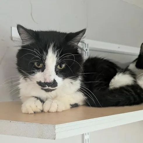 An adult large-sized male Black Domestic Medium Hair cat named T.j. Deitwiler for adoption in Shippenville, PA