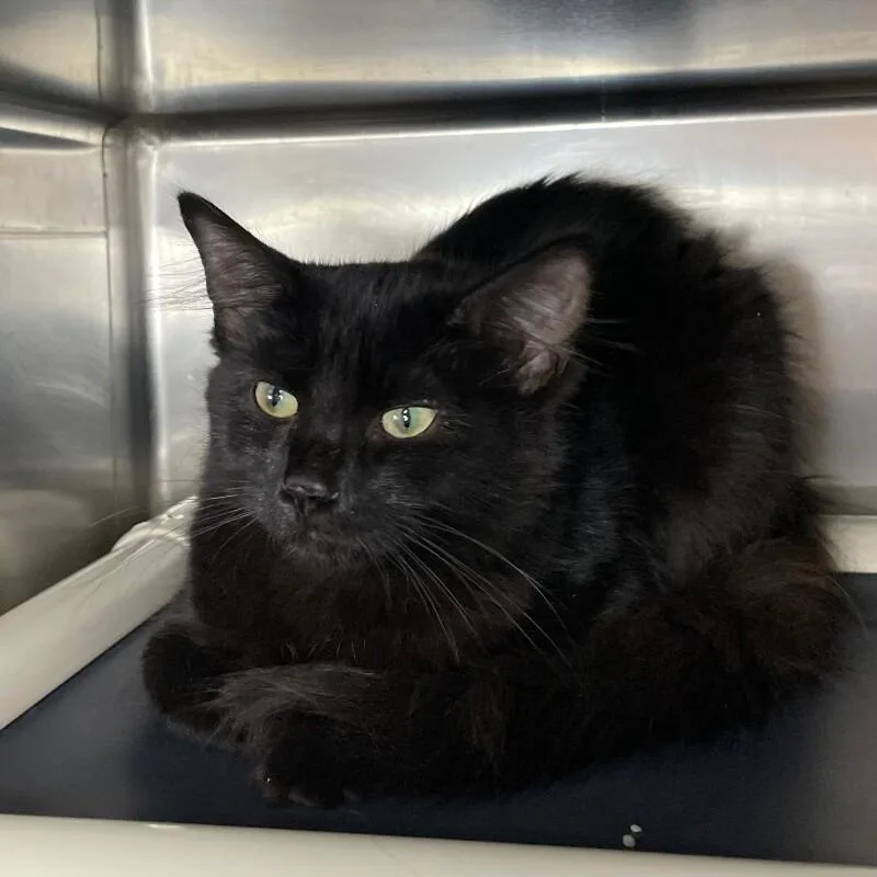 A young medium-sized male Domestic Medium Hair cat named Sleepy for adoption in Roanoke, VA