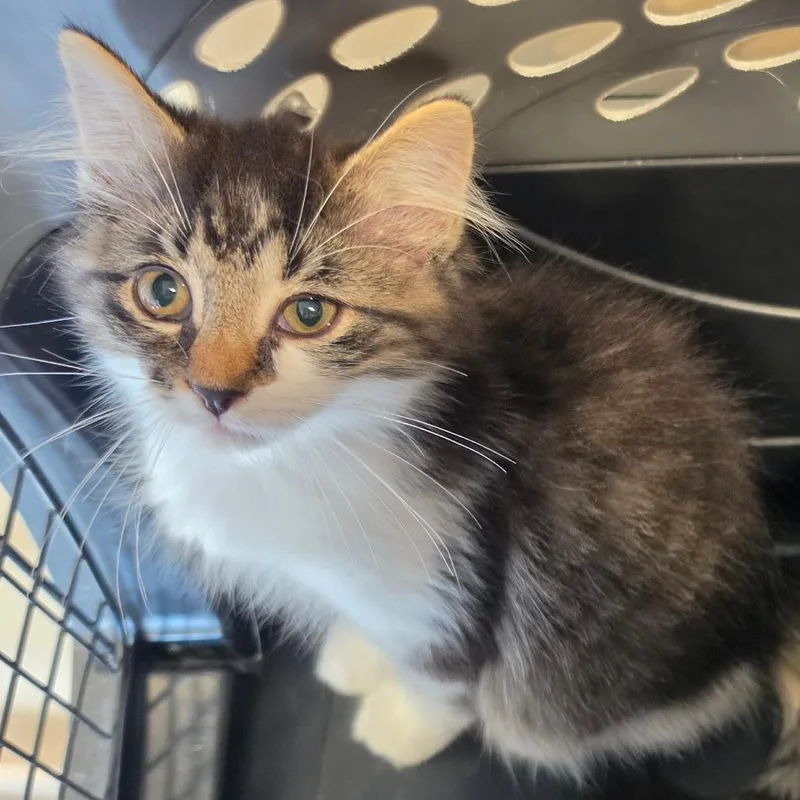 A baby small-sized female White Domestic Long Hair cat named Honor for adoption in Tipton, IN