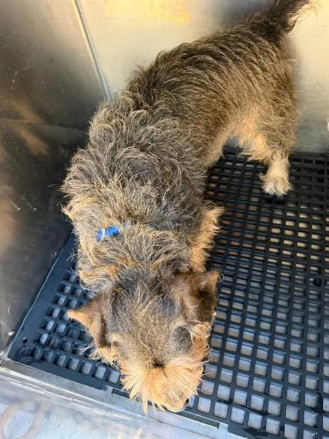 A young small-sized male Mixed Breed dog named Tobias for adoption in Dallas, TX
