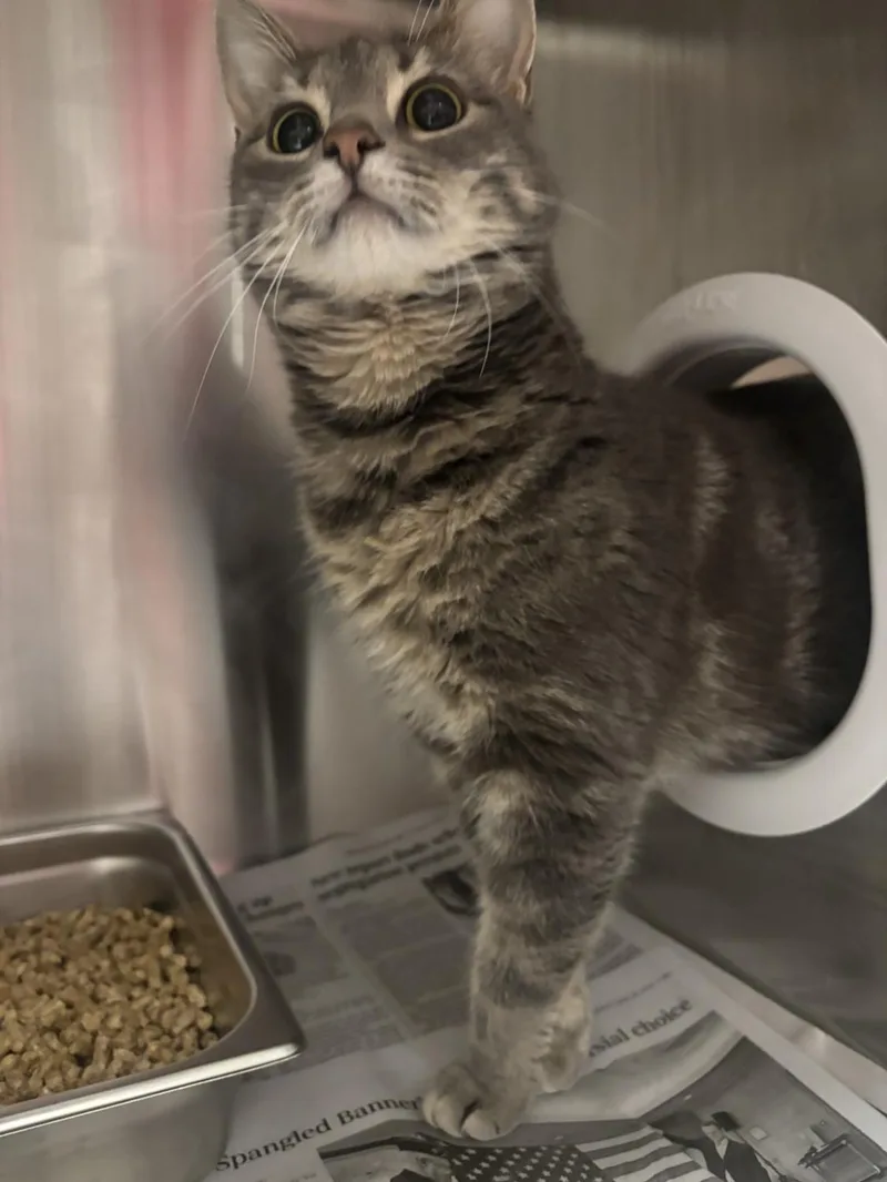 An adult medium-sized female Domestic Short Hair cat named Pilaf for adoption in Hagerstown, MD