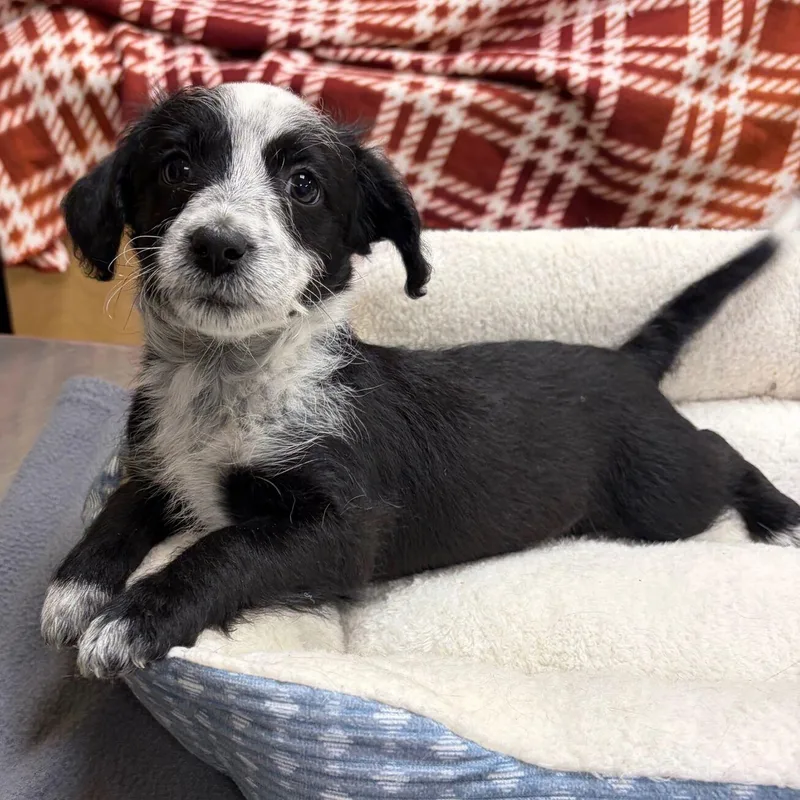 A baby small-sized female Miniature Poodle dog named Jessica Day for adoption in Kerrville, TX