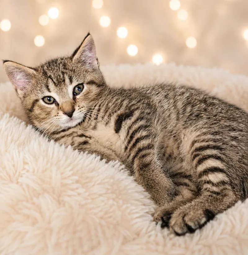 A baby small-sized male Domestic Short Hair cat named Franklin for adoption in Washington Court House, OH