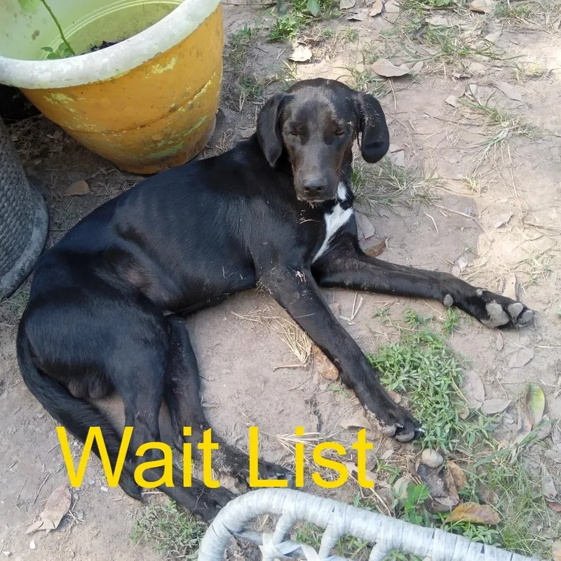A young medium-sized male Black Mixed Breed dog named Tweetie for adoption in Livingston, TX