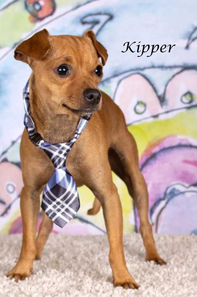Kipper thumbnail 2