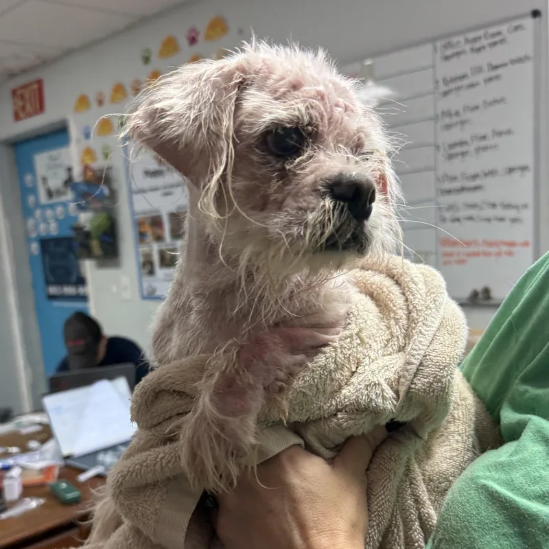 A senior small-sized female White / Cream Shih Tzu dog named Roxanne for adoption in Columbia, SC