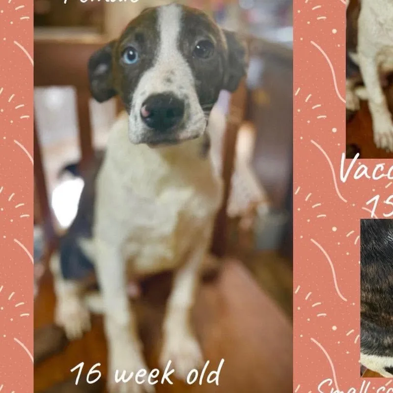 A baby small-sized male Brindle Mixed Breed dog named Lennox for adoption in Rockville, MD