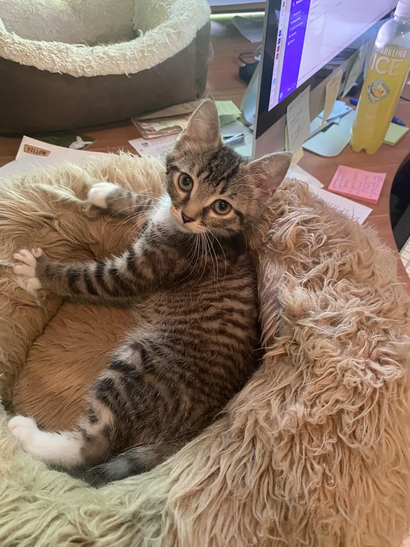 A baby small-sized male Domestic Short Hair cat named Gregory for adoption in Burlington, VT